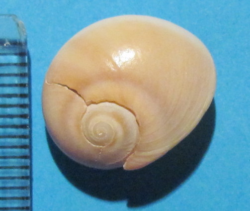 Neverita josephinia ?